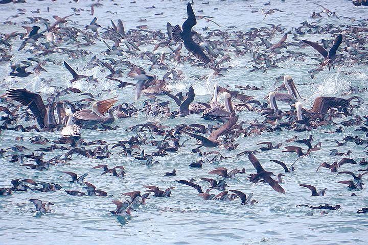 seabird feeding frenzy